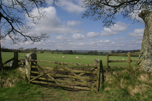 Northumberland Countryside