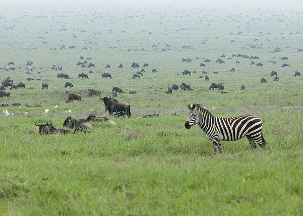Zebra in the Serengeti Wildebeest Migration
