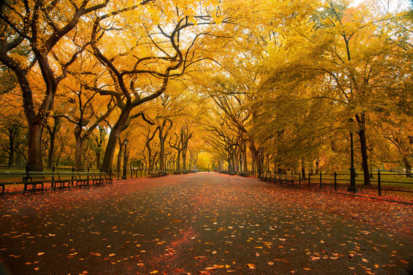 'American Elm', United States, New York, New York City, Central Park, Mall Area, Fall Colors