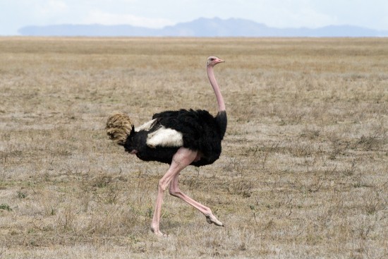 Safari Ostrich Park