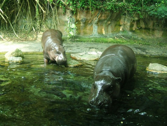 pygmy hippos at Singapore Zoo