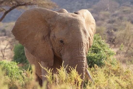 African Elephant - Samburu National Park, Kenya