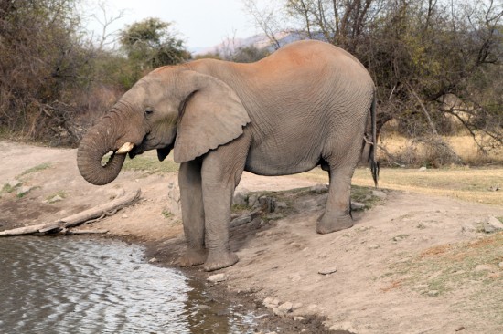 Madikwe