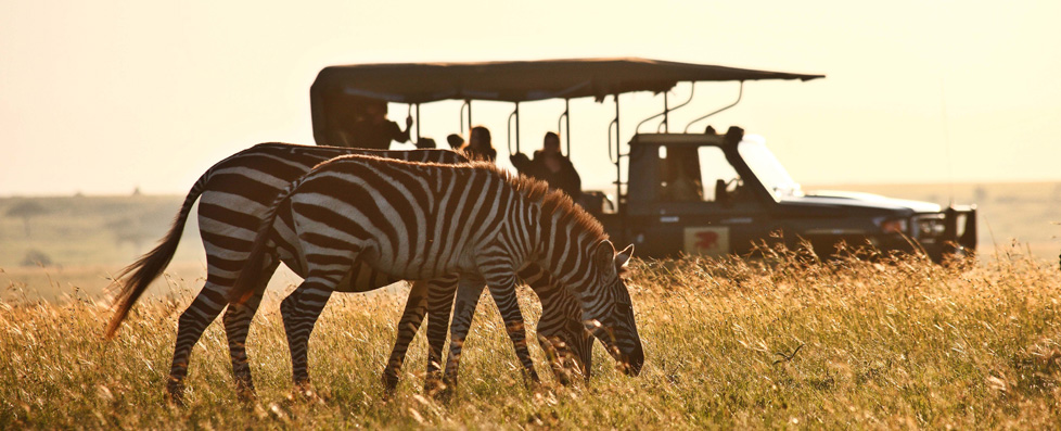 Wildlife in Africa