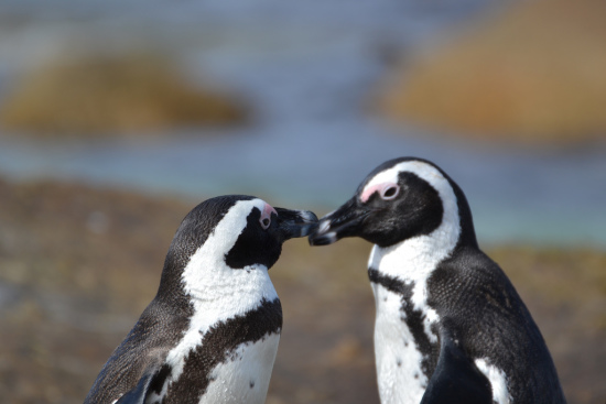 African penguins