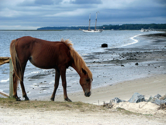 Cumberland Island, Georgia