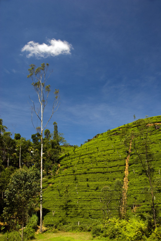 Tea Fields Sri Lanka