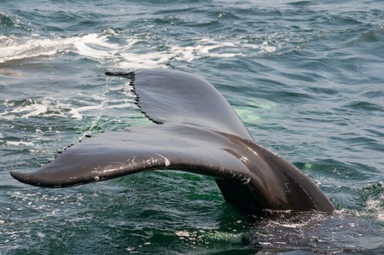 Whales in Sydney